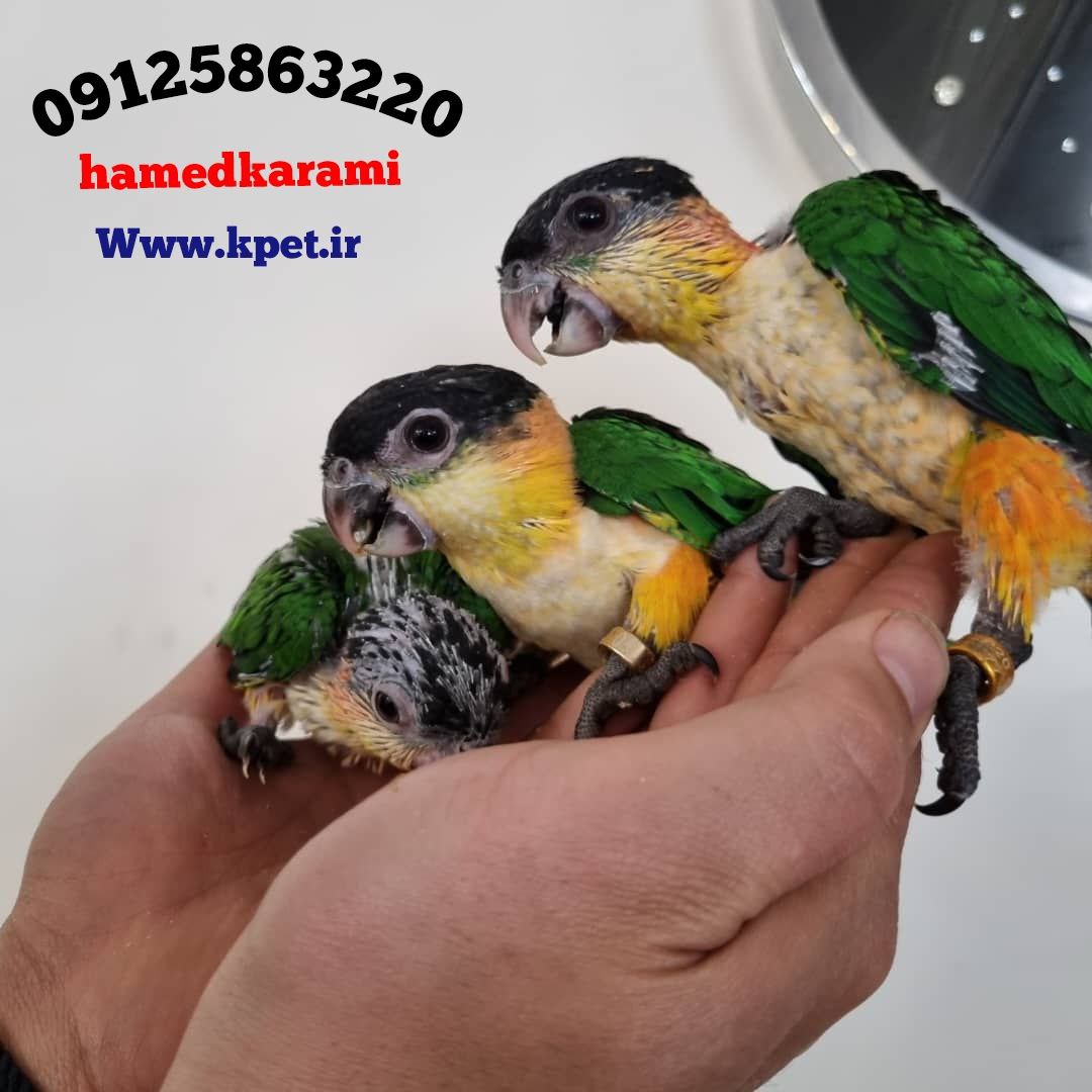 طوطی کایک سرسیاه