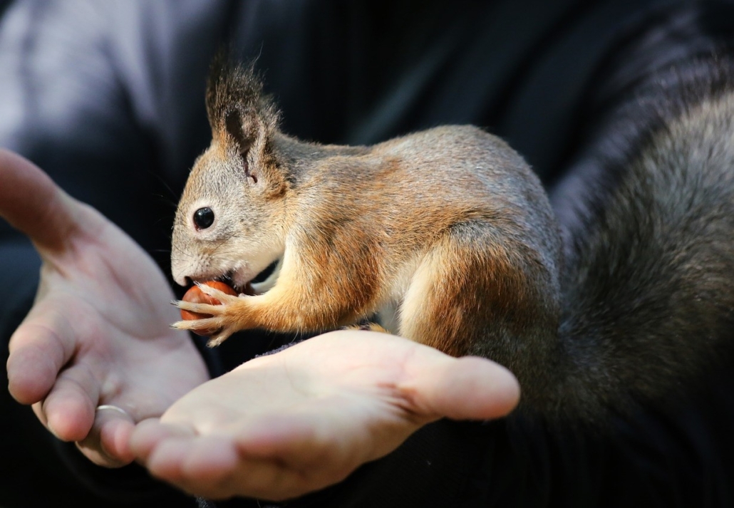 تربیت دستی کردن و رام کردن سنجاب