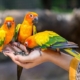 تعریف پانسیون و نگهداری پرندگان