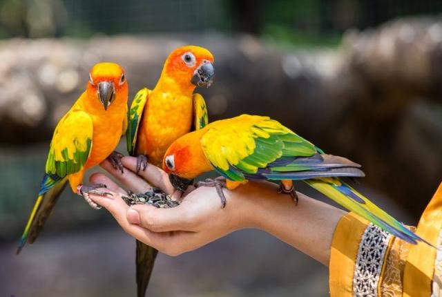تعریف پانسیون و نگهداری پرندگان